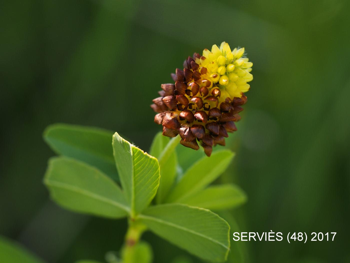 Clover, Brown Moor flower